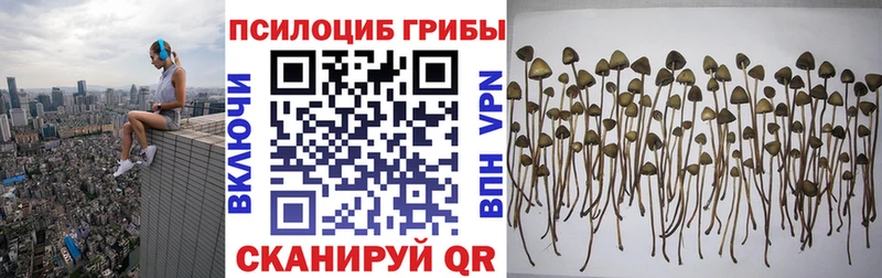 Псилоцибиновые грибы Psilocybine cubensis  Якутск 